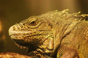 Marie-Emmanuelle DIOT LAPORTE - Memograph